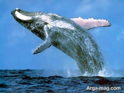 آشنایی با جثه و اندام حیوان نهنگ