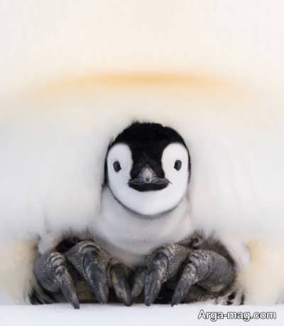 دلیل یخ نزدن پنگوئن ها در سرما چیست؟