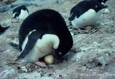 محافظت از تخم پنگوئن ها به عهده چه کسی است؟