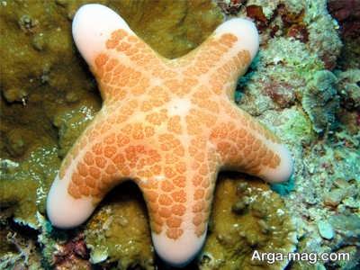 ماهر ترین شکارچی ستاره دریایی می باشد.