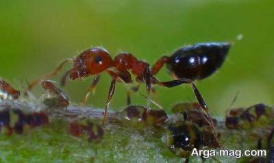 12 هزار گونه مورچه در جهان وجود دارد.