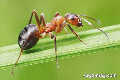 برابر هر یک انسان یک میلیون مورچه وجود دارد.