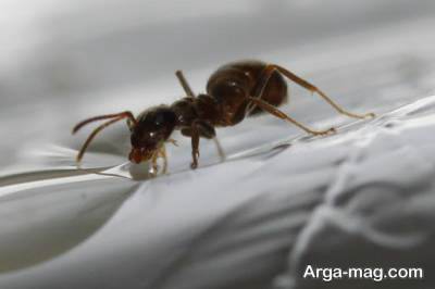 مورچه و توانایی باربری فوق العاده آن ها