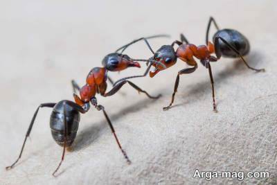 دانستنی های مورچه