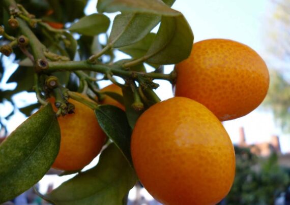 آشنایی با چگونگی کاشت هسته پرتقال