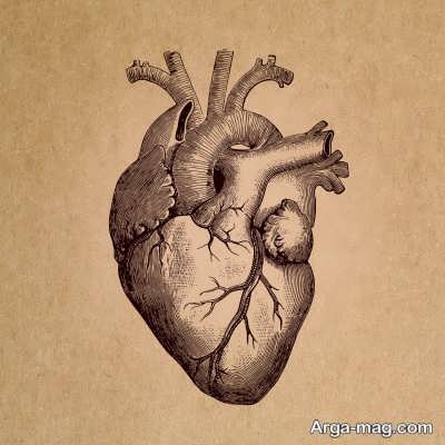 ساختار مختلف قلب