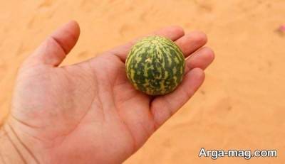 هندوانه ابوجهل مزه تلخی دارد.