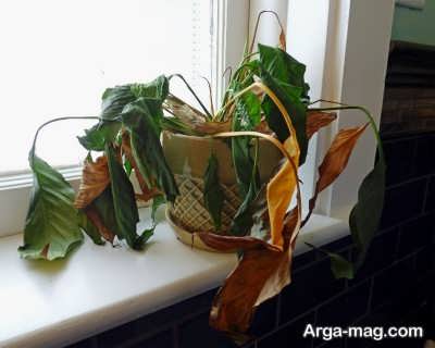 علل پژمرده شدن گیاهان