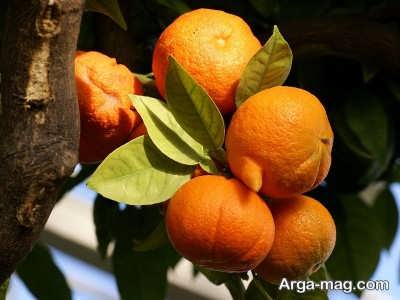 تعبیر دیدن نارنج از دیدگاه معبرین مختلف 