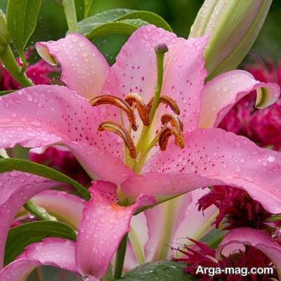 آماده سازی بستر مناسب برای پرورش سوسن چلچراغ