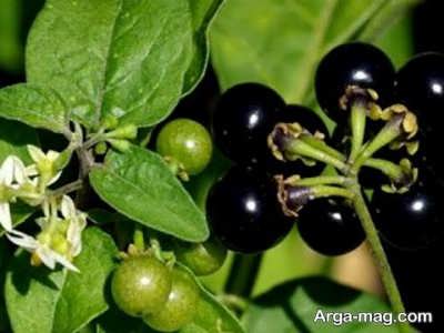 فواید شگفت انگیز تاجریزی