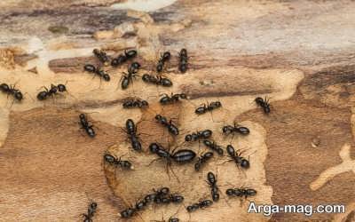 استفاده از خاک دیاتومه برای دفع مورچه ها