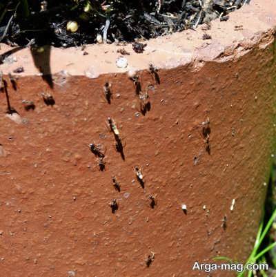 چگونگی مورچه از خاک گلدان