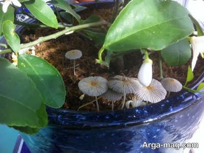 چگونگی پرورش قارچ در گلدان
