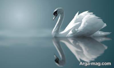 دیدن یک قوی سفید در خواب و معنای آن 