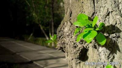 جملاتی در مورد درخت
