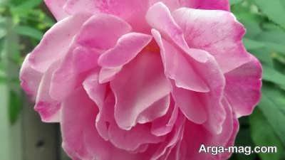 French rose 1 - پرورش گل رز فرانسوی و آموزش طریقه کاشت و تکثیر این گیاه