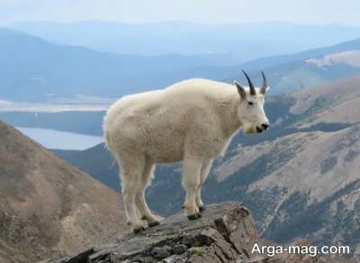 چگونگی تغذیه بزهای کوهی