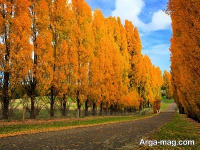 شرایط لازمب رای پرورش درخت صنوبر