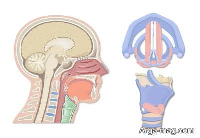 خصوصیات آناتومی حنجره