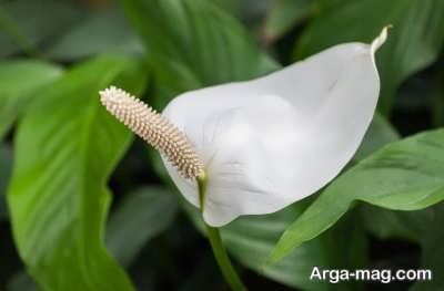 Cultivation of Spathiphyllum flowers 2 - راز پرورش گل چمچه ای و دستور المعل لازم برای کاشت آن