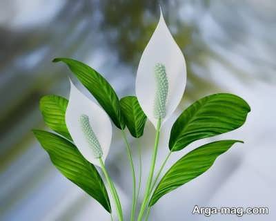 Cultivation of Spathiphyllum flowers 8 - راز پرورش گل چمچه ای و دستور المعل لازم برای کاشت آن