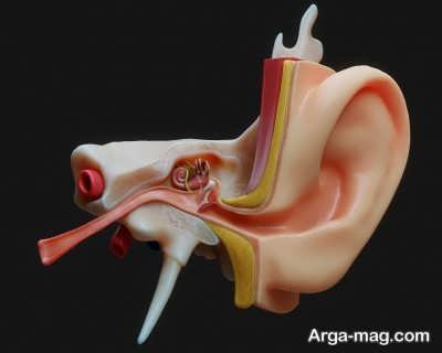 مطالعه آناتومی گوش انسان