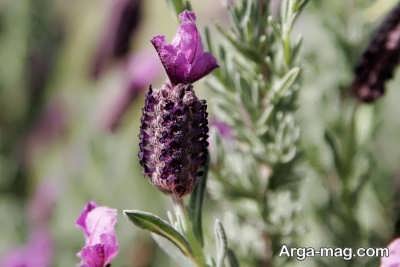 فواید درمانی گیاه اسطوخودوس