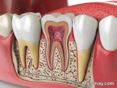 خصوصیات و آناتومی دندان ها