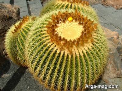 اصول نگهداری گیاه کاکتوس