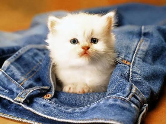 نمونه گربه های تو جیبی دوست داشتنی