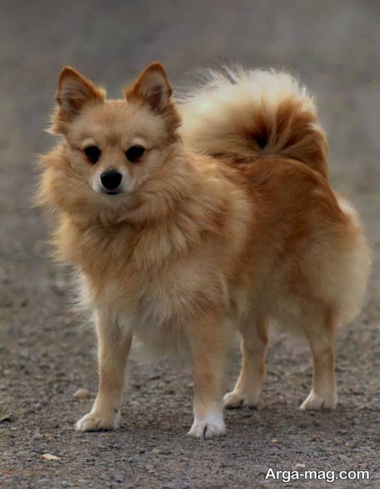 انواع دیدنی عکس سگ اشپیتز