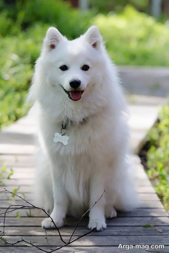 تصویر سگ اشپیتز برای پروفایل