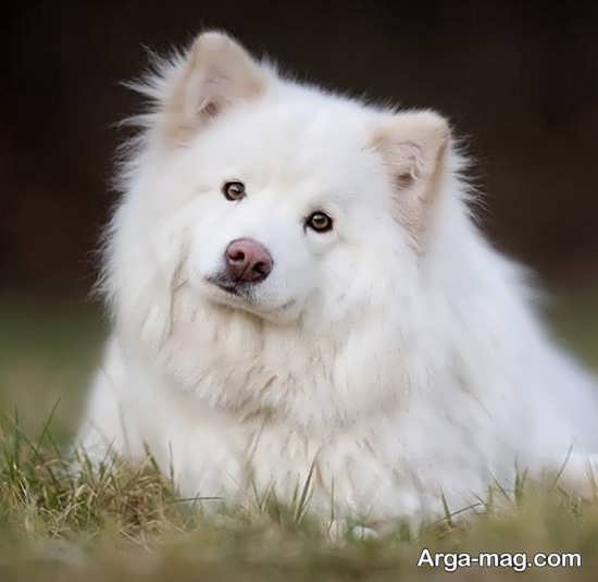 انواع تصاویر زیبا سگ اشپیتز