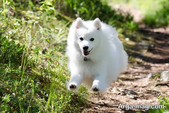 تصویر جذاب از سگ اشپیتز در حال دویدن
