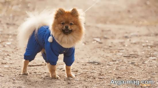 عکس خنده دار از سگ اشپیتز