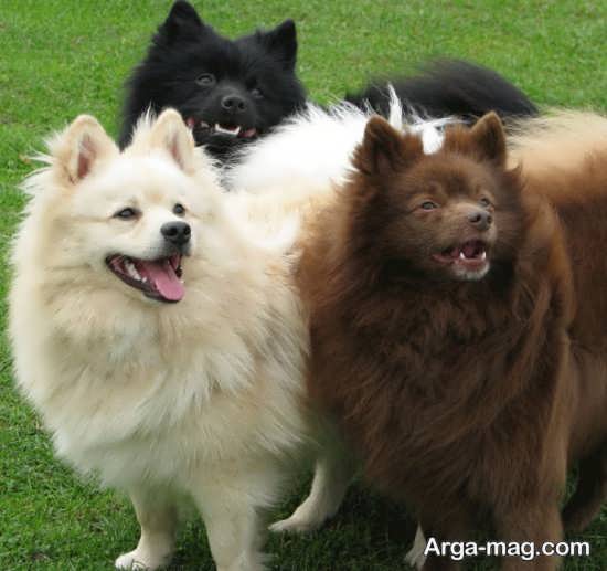 انواع متنوع عکس سگ اشپیتز آلمانی