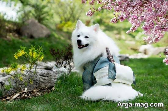 انواع زیبا سگ اشپیتز