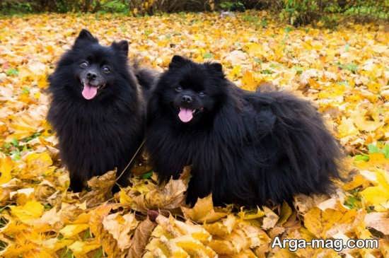عکس های سگ اشپیتز سیاه رنگ