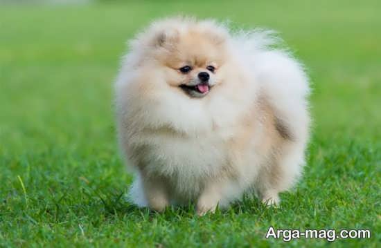 تصویر پروفایل از سگ اشپیتز