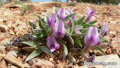 گون مناسب برای بهبود عفونت ها