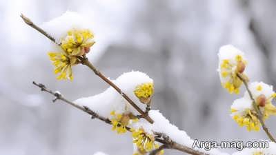انواع گل های مناسب زمستان