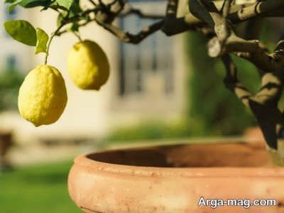 چگونگی کاشت درخت لیمو شیرین