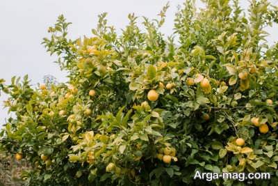 خاک مناسب برای بستر درخت لیمو شیرین