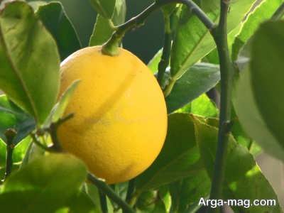 شرایط لازم برای نگهداری درخت لیمو شیرین