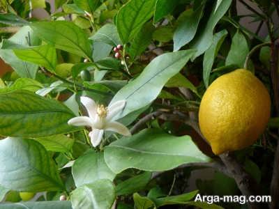 دستورالعمل کاشت بذر لیمو شیرین