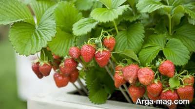 روش های مختلف برای کاشت توت فرنگی