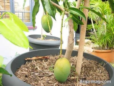اصول پرورش درختان میوه