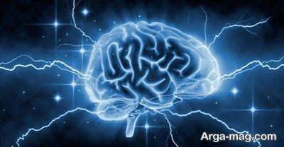 رابطه بین اندازه مغز و هوش 