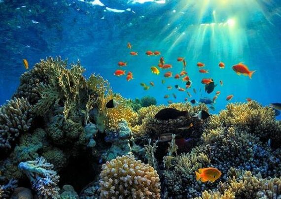 آشنایی با سد مرجانی استرالیا